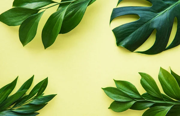 Gröna blad på en gul bakgrund — Stockfoto