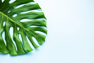 Tropik canavar yaprağı.