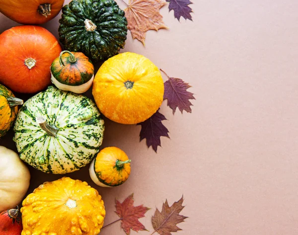 stock image Pumpkins on a light brown background