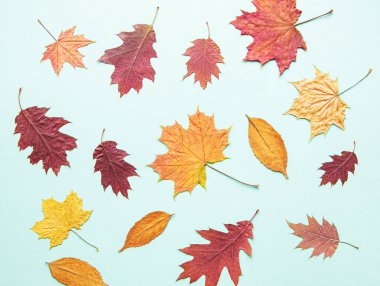 yaprakları ile sonbahar kompozisyon