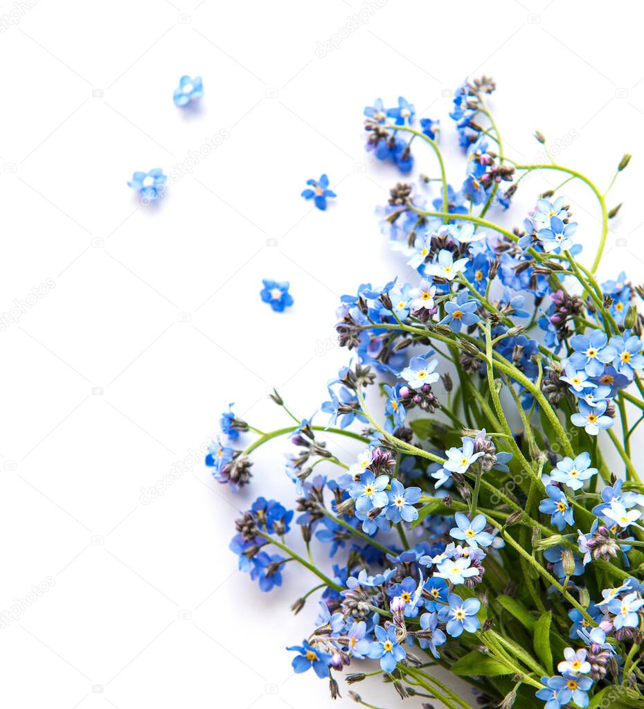 Forget-me-nots on white  background with copy space. Romance concept.