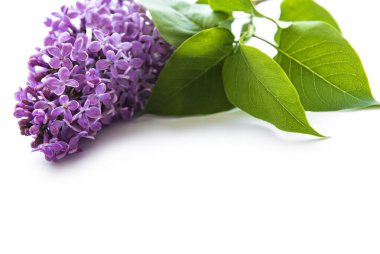 Beyaz arka planda leylak dalları ve çiçekler, üst ekran, düz döşeme, Paskalya için kopya alanı, Anneler Günü, Kadınlar Günü