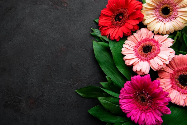 Flores Gerbera Brilhantes Fundo Concreto Preto Quadro Flores Vista Superior — Fotografia de Stock