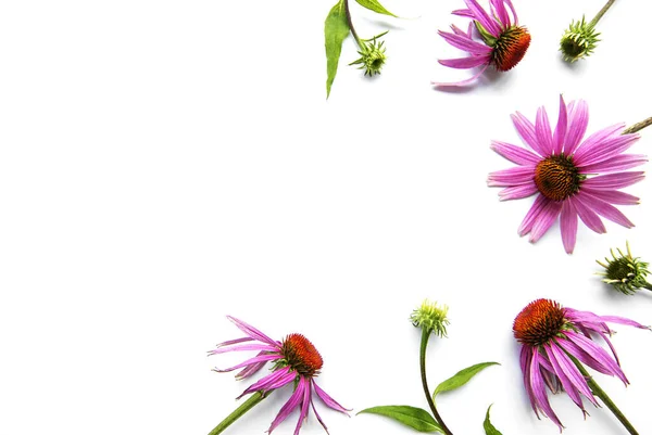 Echinacea Flower Isolated White Background — Stock Photo, Image