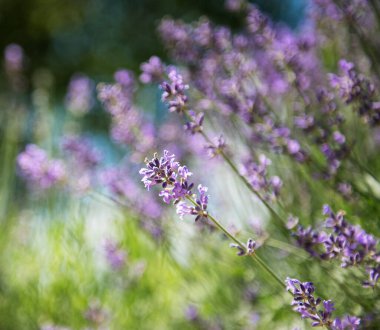 Doğal çiçek arka planı, bahçede açan mor lavanta çiçeklerinin doğa görüntüsü..
