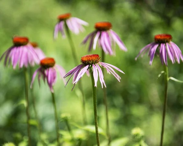 Schöne Echinacea Lila Blume Garten — Stockfoto