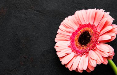 Siyah beton arka planda parlak gerbera çiçeği. Çiçek çerçevesi, üst görünüm