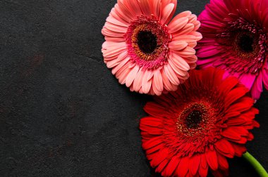 Siyah beton arka planda parlak Gerbera çiçekleri. Çiçek çerçevesi, üst görünüm