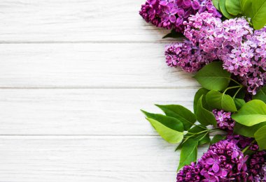 Beyaz ahşap arka planda leylak renginde. Güzel bahar. Genel bakış. Düz yatıyordu, üstte. Yaz sezonu. Doğal bahar stili..