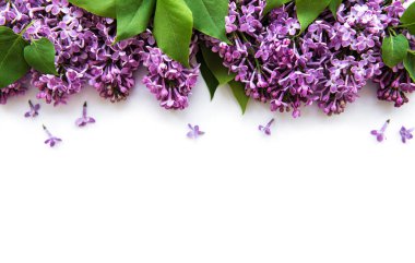 Beyaz arka planda leylak dalları ve çiçekler, üst ekran, düz döşeme, Paskalya için kopya alanı, Anneler Günü, Kadınlar Günü