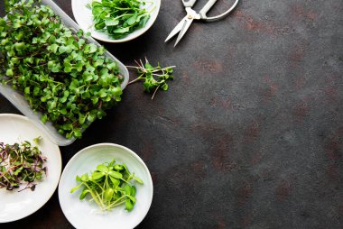 Siyah arkaplanda mikro yeşillik çeşitleri, kopyalama alanı, üst görünüm. Sağlıklı yaşam tarzı