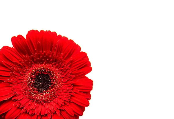 Gerbera Flower White Background Top View — Stock Photo, Image