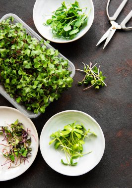 Siyah arkaplanda mikro yeşillik çeşitleri, kopyalama alanı, üst görünüm. Sağlıklı yaşam tarzı