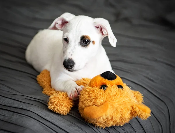 Söpö Pieni Koira Valkoinen Jack Russell Terrieri Makaa Sängyllä Makuuhuoneessa — kuvapankkivalokuva