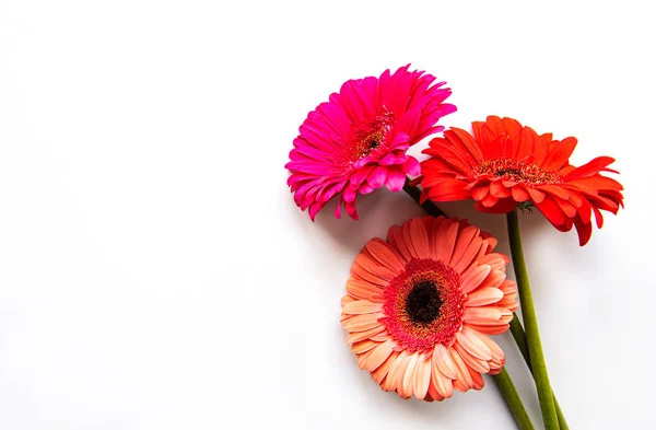 Bright Gerbera Flowers White Background Frame Flowers Top View — Stock Photo, Image