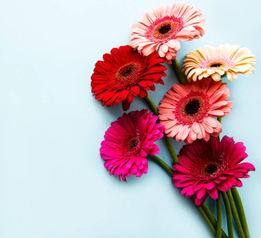 Pastel mavi arka planda parlak Gerbera çiçekleri. Çiçek çerçevesi, üst görünüm
