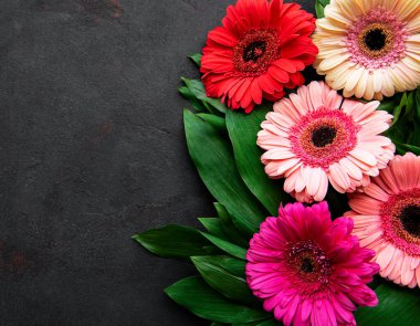 Siyah beton arka planda parlak Gerbera çiçekleri. Çiçek çerçevesi, üst görünüm