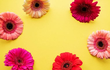 Gerbera çiçekleri sarı arka planda. Üst görünüm