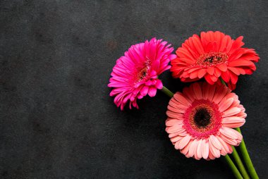 Siyah beton arka planda parlak Gerbera çiçekleri. Çiçek çerçevesi, üst görünüm