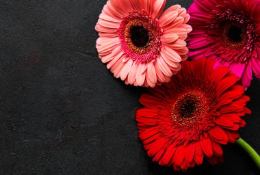 Siyah beton arka planda parlak Gerbera çiçekleri. Çiçek çerçevesi, üst görünüm