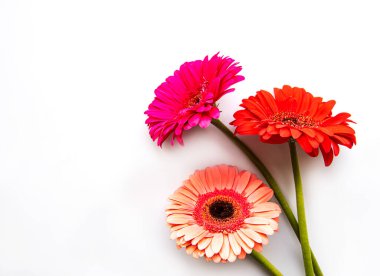 Beyaz arka planda parlak Gerbera çiçekleri. Çiçek çerçevesi, üst görünüm
