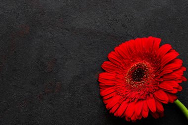Siyah beton arka planda parlak gerbera çiçeği. Çiçek çerçevesi, üst görünüm