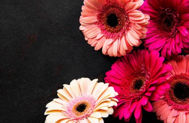 Siyah beton arka planda parlak Gerbera çiçekleri. Çiçek çerçevesi, üst görünüm