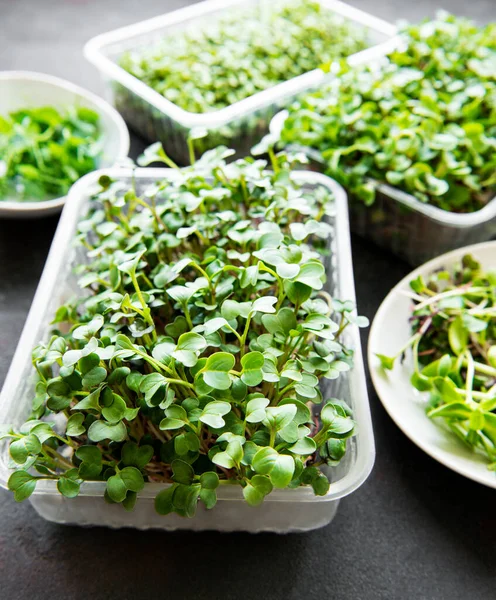 Assortiment Van Micro Greens Zwarte Achtergrond Kopieerruimte Bovenaanzicht Gezonde Levensstijl — Stockfoto