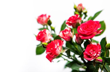 Beyaz arkaplanda izole edilmiş kırmızı güller.