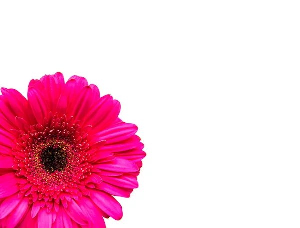 Gerbera Flower White Background Top View Stock Image