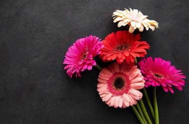 Siyah beton arka planda parlak Gerbera çiçekleri. Çiçek çerçevesi, üst görünüm