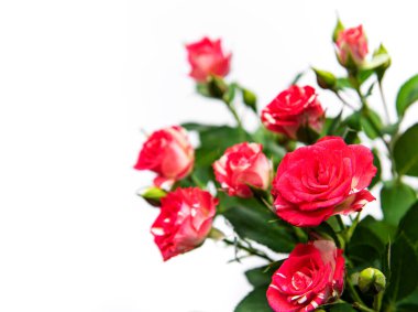 Beyaz arkaplanda izole edilmiş kırmızı güller.