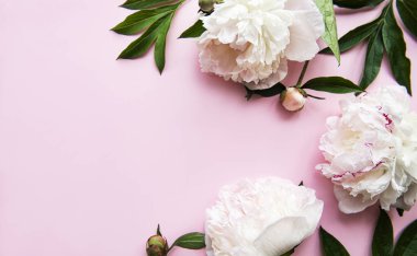 Taze şakayık çiçekleri kenarlarında pembe pastel arka planda fotokopi alanı var.. 