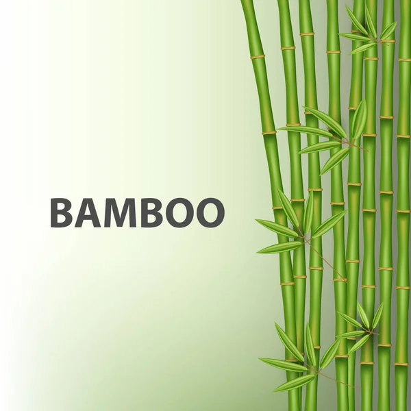 Creative vector illustration of chinese bamboo grass tree. Tropical asian plant art design. Abstract concept graphic banner, brochure, cover, booklet, print, flyer, book, blank, a4 element. — Stock Vector