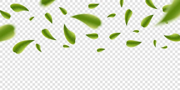 Ilustração vetorial criativa de folhas verdes realistas desfocadas, frescas e vividamente voadoras, isoladas em fundo transparente. Design de arte chá verde. Conceito abstrato gráfico orgânico eco-elemento natural — Vetor de Stock