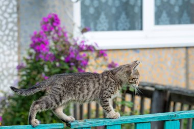 Gri tekir kedi yavrusu çitin üzerinde yürümeyi öğreniyor.