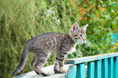 Gri tekir kedi yavrusu çitin üzerinde yürümeyi öğreniyor.