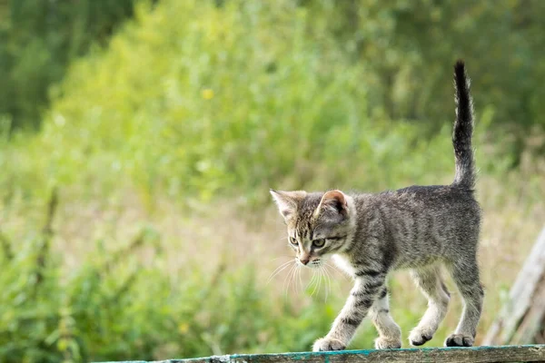 Grå tabby kattunge lär sig att gå på staketet — Stockfoto