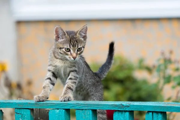 Gri tekir kedi yavrusu çitin üzerinde yürümeyi öğreniyor.