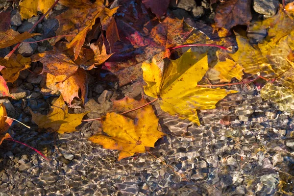 Folha de bordo na água, folha de bordo de outono flutuante. Folhas coloridas em fluxo. Dia de outono ensolarado. Conceito de outono — Fotografia de Stock
