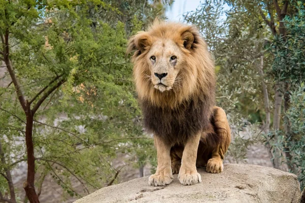 Yaşlı üzgün aslan bir taşın üzerinde oturuyor