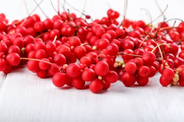 Schisandra chinensis veya beş-lezzet berry. Beyaz taze kırmızı olgun berry.