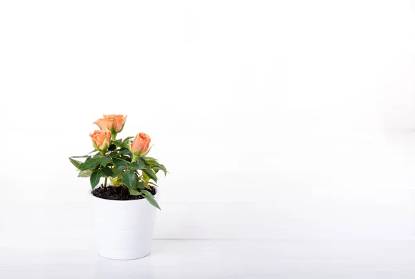 Miniatur Mawar Tanaman Dengan Teh Mawar Bunga Dalam Pot Bunga — Stok Foto