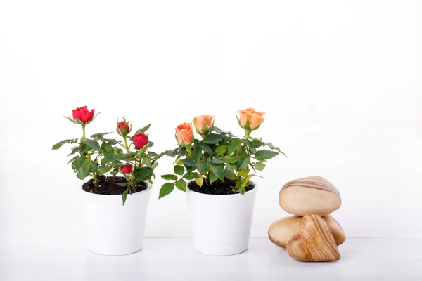 Dua Miniatur Tanaman Mawar Dengan Bunga Dengan Warna Yang Berbeda — Stok Foto