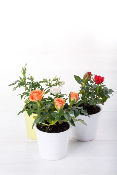 Tiga Miniatur Tanaman Mawar Dengan Bunga Dengan Warna Yang Berbeda — Stok Foto