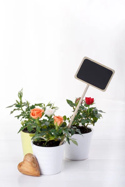 Three miniature rose plant with flowers of different colors in a flowerpot on white. Copy space.
