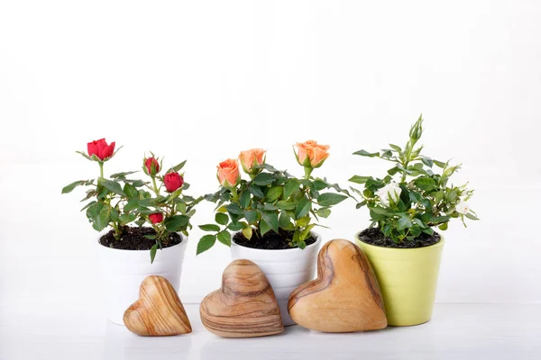 Three Miniature Rose Plant Flowers Different Colors Flowerpot White Copy — Stock Photo, Image