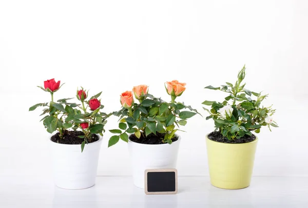 Three miniature rose plant with flowers of different colors in a flowerpot on white. Copy space.