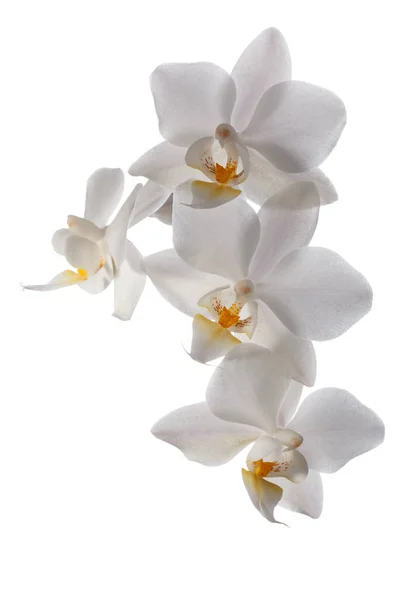 Γκρο Πλαν Λευκά Άνθη Ορχιδέας Phalaenopsis Απομονώνονται Λευκό Φόντο — Φωτογραφία Αρχείου
