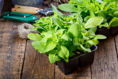 Petunya çiçeği siyah plastik kaplarda filizleniyor. Bahçe konsepti.